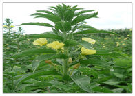 Dầu thực vật hữu cơ Evening Primrose Loại thực phẩm Vàng Vàng Vàng Chứng nhận ISO