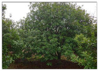 Bayberry Bark Extract Các chất bổ sung chống viêm nhiễm tự nhiên dạng bột màu xanh lá cây CAS 529 44 2