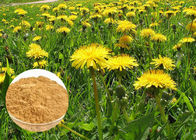 Chất chống oxy hóa mạnh mẽ Chế độ ăn uống tự nhiên bổ sung Bột Dandelion Root Extract