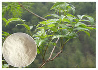 bột chiết xuất từ ​​thảo dược, cho nghẹt thở Ampelopsis grossedentata Extract bột