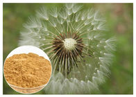 Dandelion Root Plant Extract bột màu Brown HPLC 5% lớp chống lão hóa cho thực phẩm