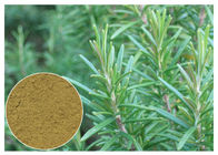 Ursolic Acid Rosemary Herbal Plant Extract Chống oxy hóa cho mỹ phẩm CAS 77 52 1