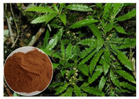 Huperzine A Bổ sung chế độ ăn kiêng tự nhiên 1% - 99% Từ nguyên Herb CAS 102518 79 6
