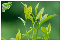 Trà xanh chiết xuất thực vật bột ngăn ngừa các triệu chứng Radical Polyphenol 95% UV thử nghiệm