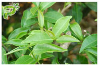 CAS 989 51 5 Egcg chiết xuất lá trà xanh, trà xanh bổ sung để giảm cân