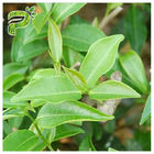 CAS 989 51 5 EGCG Chiết xuất trà xanh Các loại mỹ phẩm Epigallocatechin Gallate Ingredient