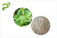 CAS 989 51 5 EGCG Chiết xuất trà xanh Các loại mỹ phẩm Epigallocatechin Gallate Ingredient