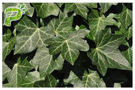 Chiết xuất từ ​​cây thảo dược Ivy Leaf Hedera Helix Hederacoside thúc đẩy lưu thông máu để bổ sung chế độ ăn uống