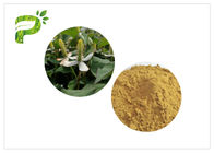 Houttuynia Pure Natural chiết xuất thực vật dạng bột để quản lý cân nặng