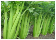 Nhà máy Chiết xuất hạt giống bột Celery Seed Extract bột cho Gout cho bổ sung chế độ ăn uống