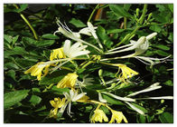 Điều trị Chiết xuất hoa Ngân hàng Chanh lạnh, Chiết xuất Lonicera Japonica 25% với Axit Chlorogenic