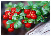 Các chất bổ sung chống tự nhiên khác Proanthocyanidins (PACs) Cranberry Extract