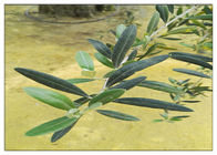 Oleuropein Natural Olive Leaf Extract Thành phần tự nhiên Với Thử nghiệm HPLC