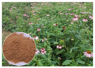 Echinacea Purpurea Nhà máy Chiết xuất bột với Chicory Acid Cải thiện hệ thống miễn dịch