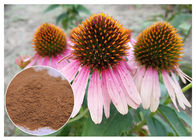 Chiết xuất thực phẩm Chiết xuất từ ​​thảo dược tinh khiết Echinacea Purpurea Powder Cải thiện miễn dịch