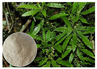 Chiết xuất toàn bộ Herb Huperzia Serrata, bột Huperzine A tự nhiên làm bổ sung