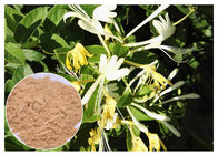 Chiết xuất hoa tự nhiên có chứa vi khuẩn Chiết xuất axit Chlorogenic 5% Honeysuckle Flower Extract Powder