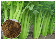 80 Mesh Celery Extract Powder, Celery Seed Apium Graveolens Chiết xuất cho viêm khớp