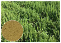 CAS 77 52 1 Rosemary Leaf Powder, Ursolic Acid Rosemary Leaf Extract