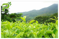 Chống oxy hóa EGCG chiết xuất trà xanh, cấp dược phẩm chiết xuất trà xanh tự nhiên