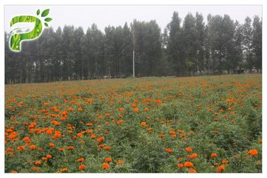 Retina Bảo vệ Chiết xuất Hoa cúc vạn thọ, Lutein 5% bột hoa cúc vạn thọ Extract Đối với Mắt