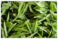 Tự nhiên chống oxy hóa EGCG Chiết xuất trà xanh chống ung thư bột CAS 989 51 5
