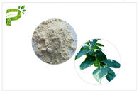 Cây lá thiên nhiên chiết xuất bột Ursolic Acid HPLC Phương pháp thử