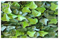 Hedera Helix Hederacoside Chiết xuất thực vật Bột Ivy Chiết xuất từ ​​lá Điều trị ho và cảm lạnh
