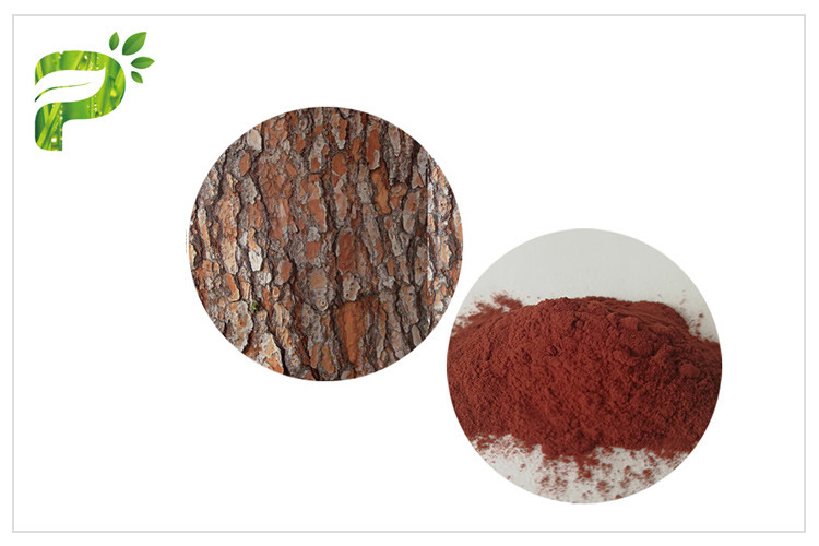 Chống oxy hóa Chế độ ăn uống tự nhiên bổ sung Proanthocyanidins PACs Pine Bark Extract