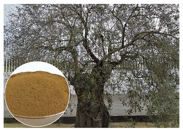 Bổ sung Oleuropein Olive Leaf Extract, Dầu ô liu Olive Leaf Extract Chống Bệnh Tim