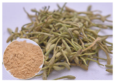 5%, 25% Lonicera japonica chiết xuất Bột hoa Honeysuckle