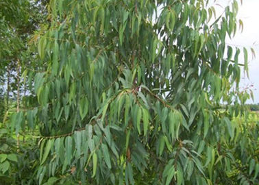 Tinh dầu thiên nhiên chống nấm Eucalyptus Globulus Oil CAS số 8000 48 4